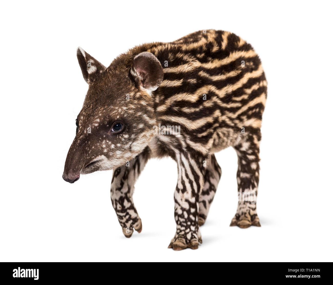 Mois tapir brésilien standing in front of white background Banque D'Images