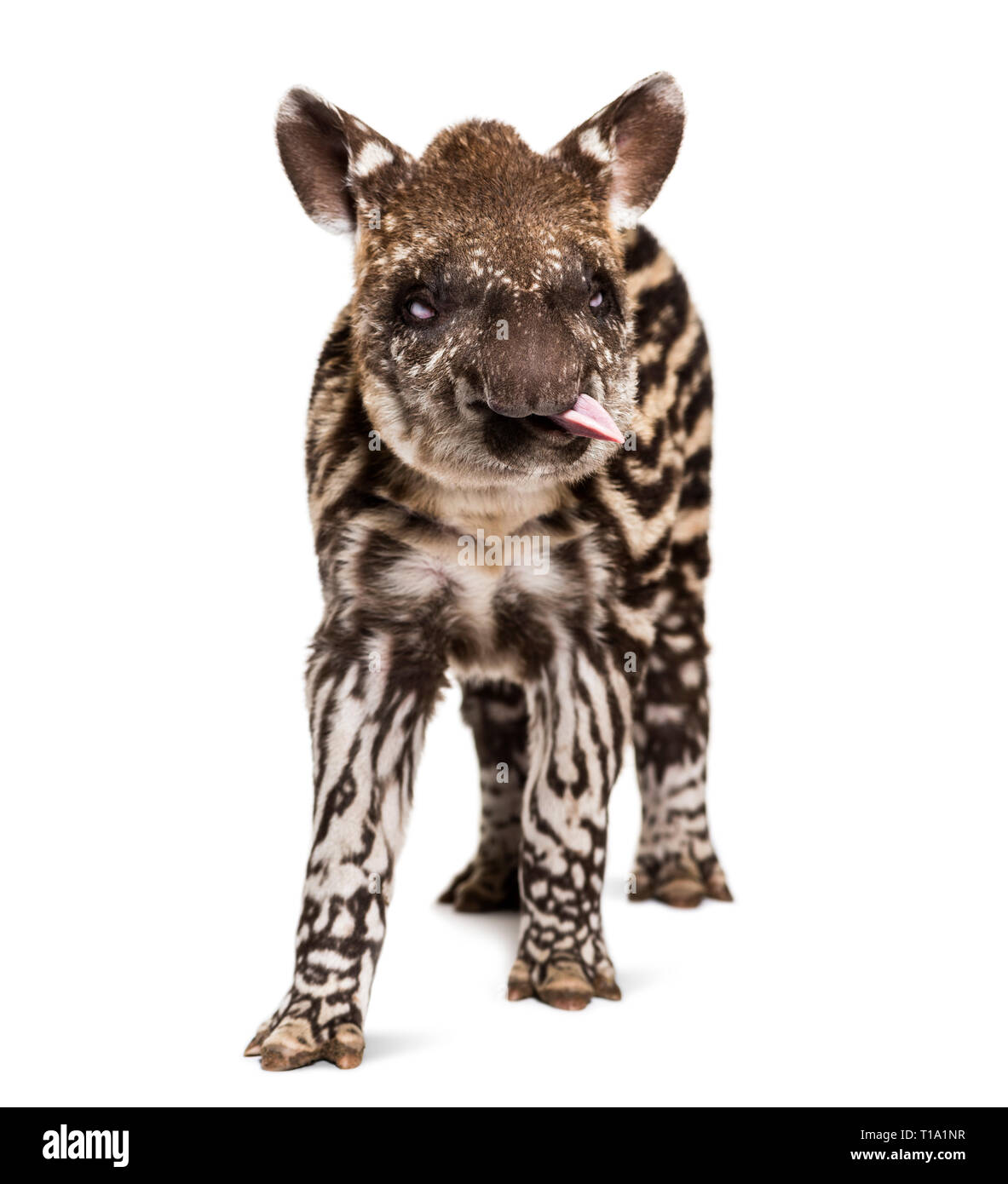 Mois tapir brésilien looking at camera in front of white background Banque D'Images