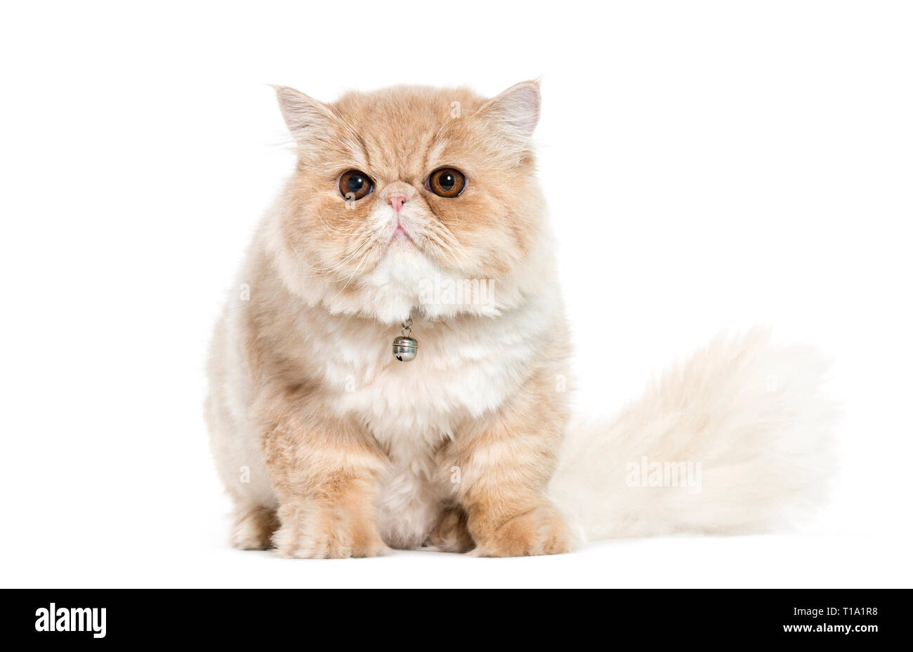 Persian cat sitting in front of white background Banque D'Images