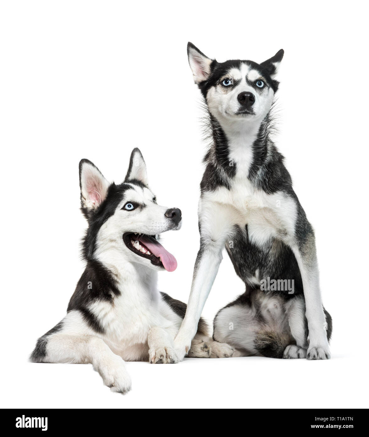 Husky de Sibérie sitting in front of white background Banque D'Images