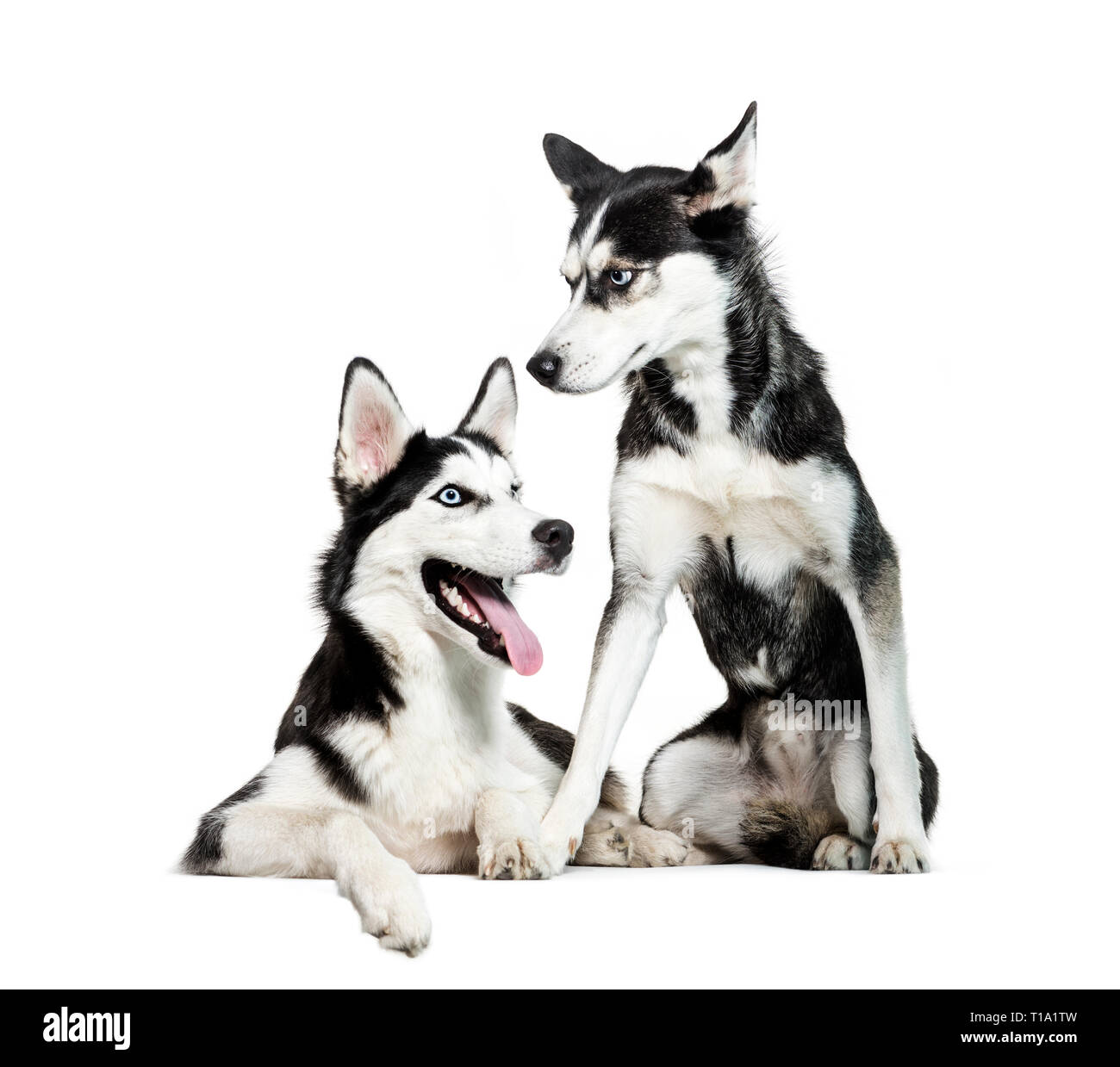 Husky de Sibérie sitting in front of white background Banque D'Images