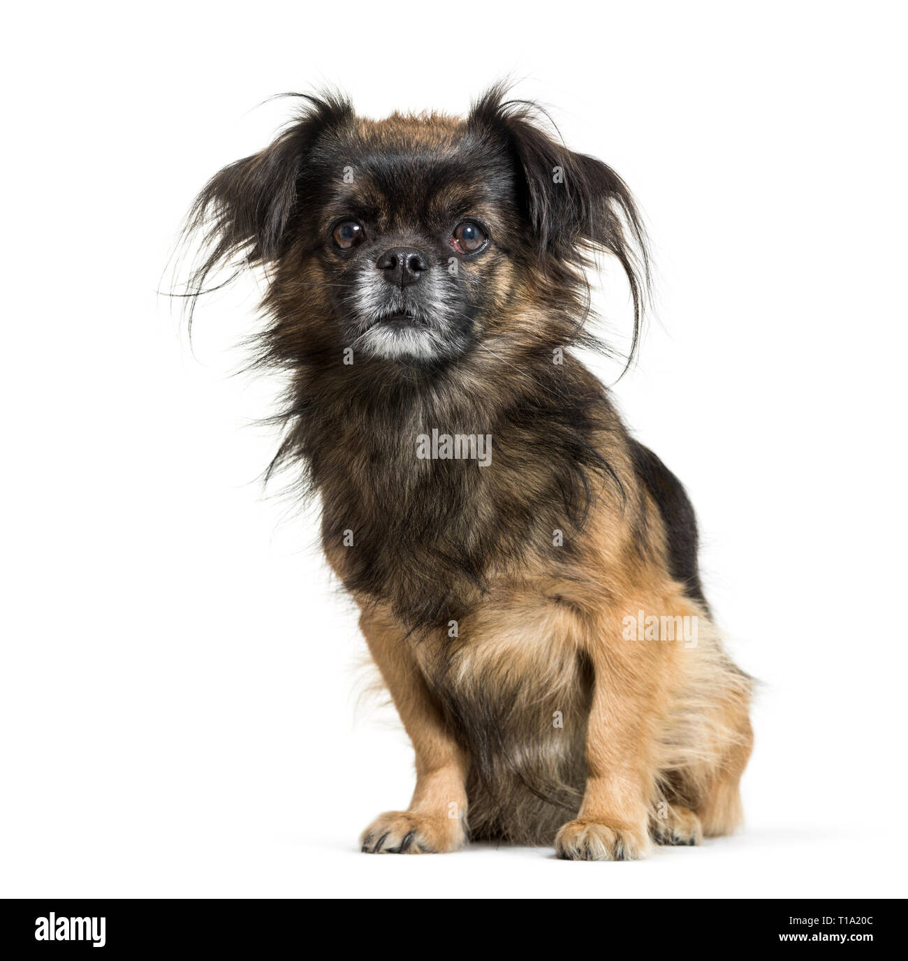 Tibetan Spaniel sitting in front of white background Banque D'Images