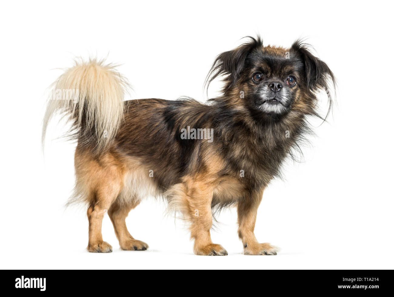 Tibetan Spaniel in front of white background Banque D'Images