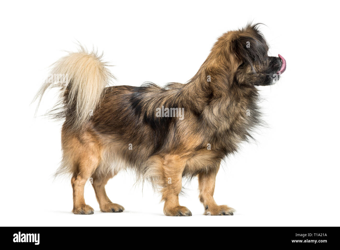 Tibetan Spaniel in front of white background Banque D'Images