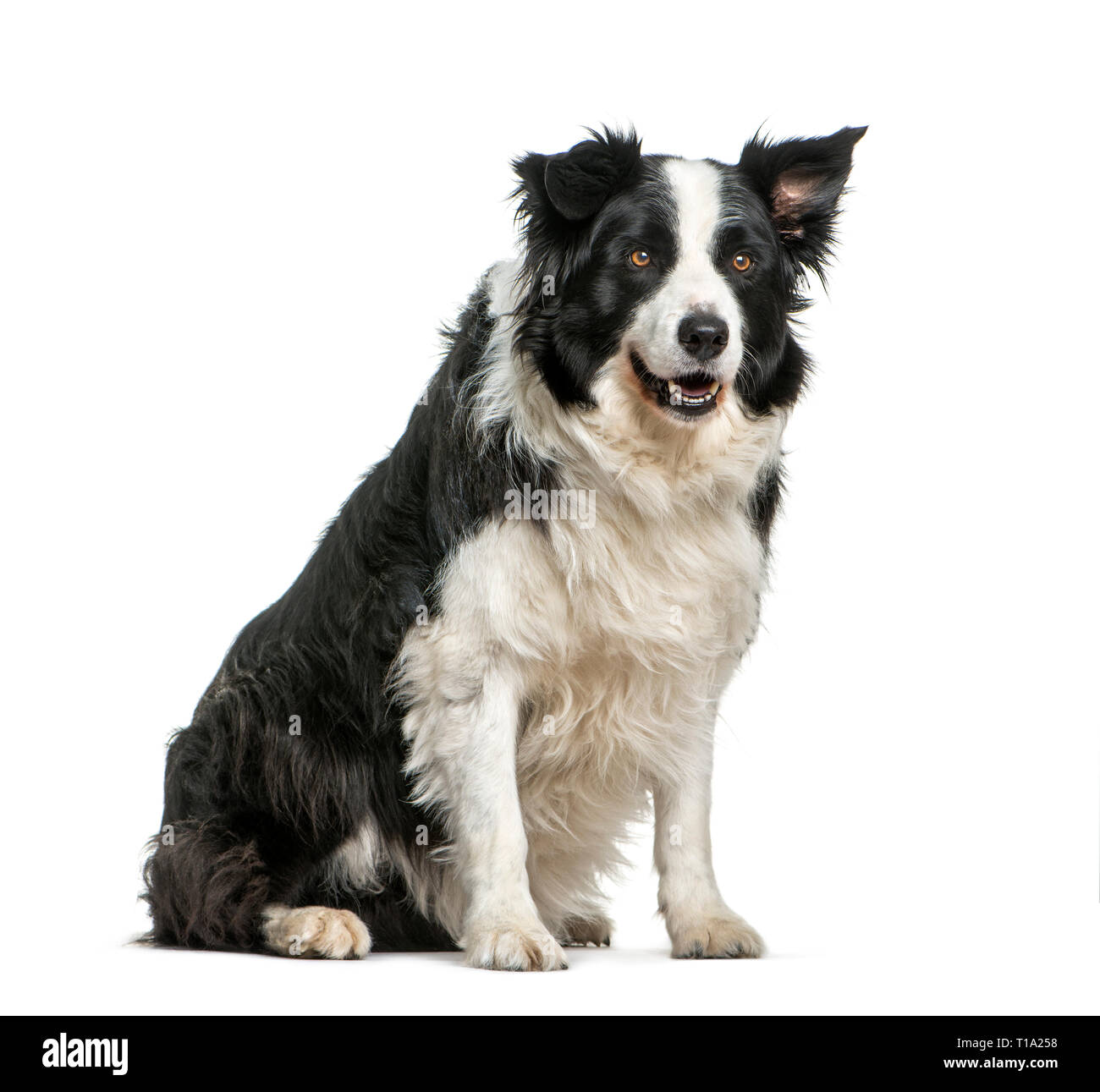 Border Collie, 11 ans, in front of white background Banque D'Images