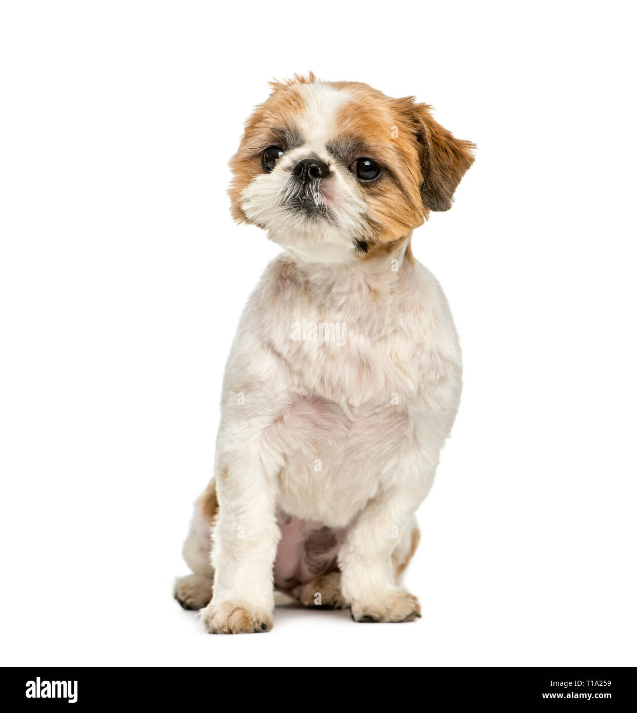 Shih Tzu, 8 mois, in front of white background Banque D'Images