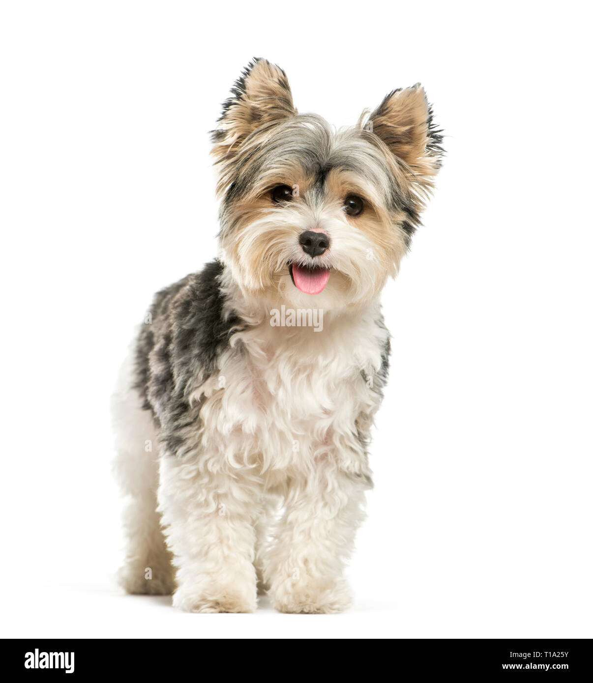 Biewer Yorkshire Terrier, 3 ans, in front of white background Banque D'Images