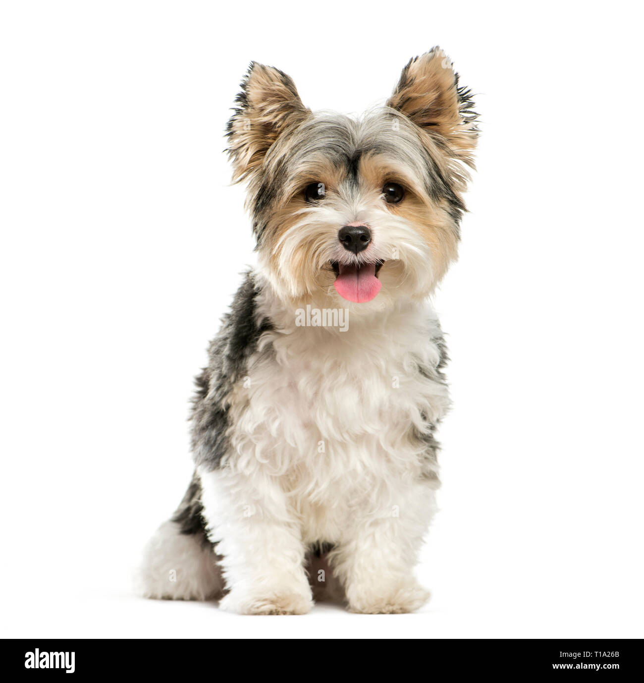 Biewer Yorkshire Terrier, 3 ans, in front of white background Banque D'Images