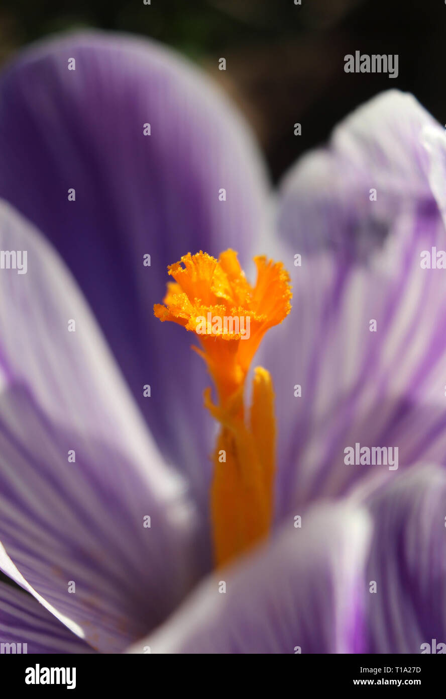 Extreme close up image d'un stigmate orange vif au centre d'un violet et blanc à rayures fleur de Crocus. Éclairé par le soleil matinal. Banque D'Images