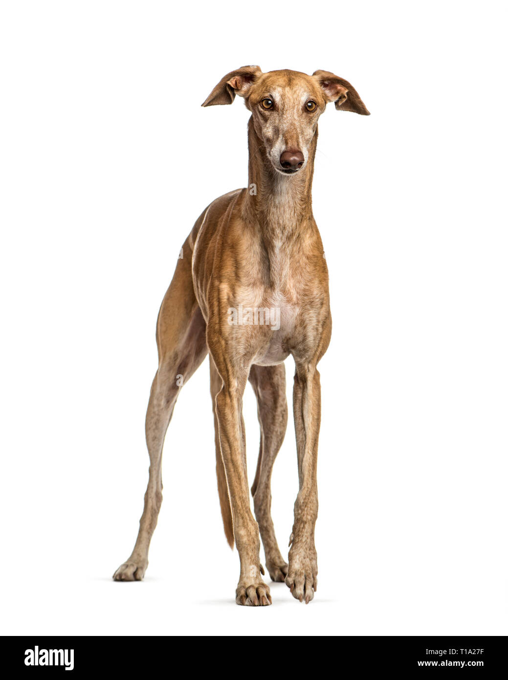 L'Espagnol greyhound, 6 ans, in front of white background Banque D'Images