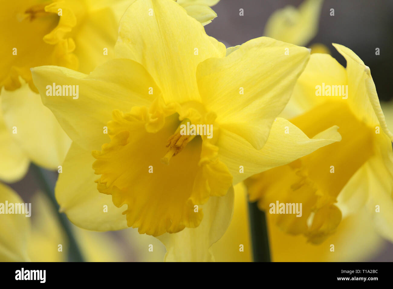 Un bel ensemble de Narcisse jonquille' 'le roi Alfred, pris en gros plan, à l'extérieur de plus en plus au printemps. Fond jaune vif Banque D'Images