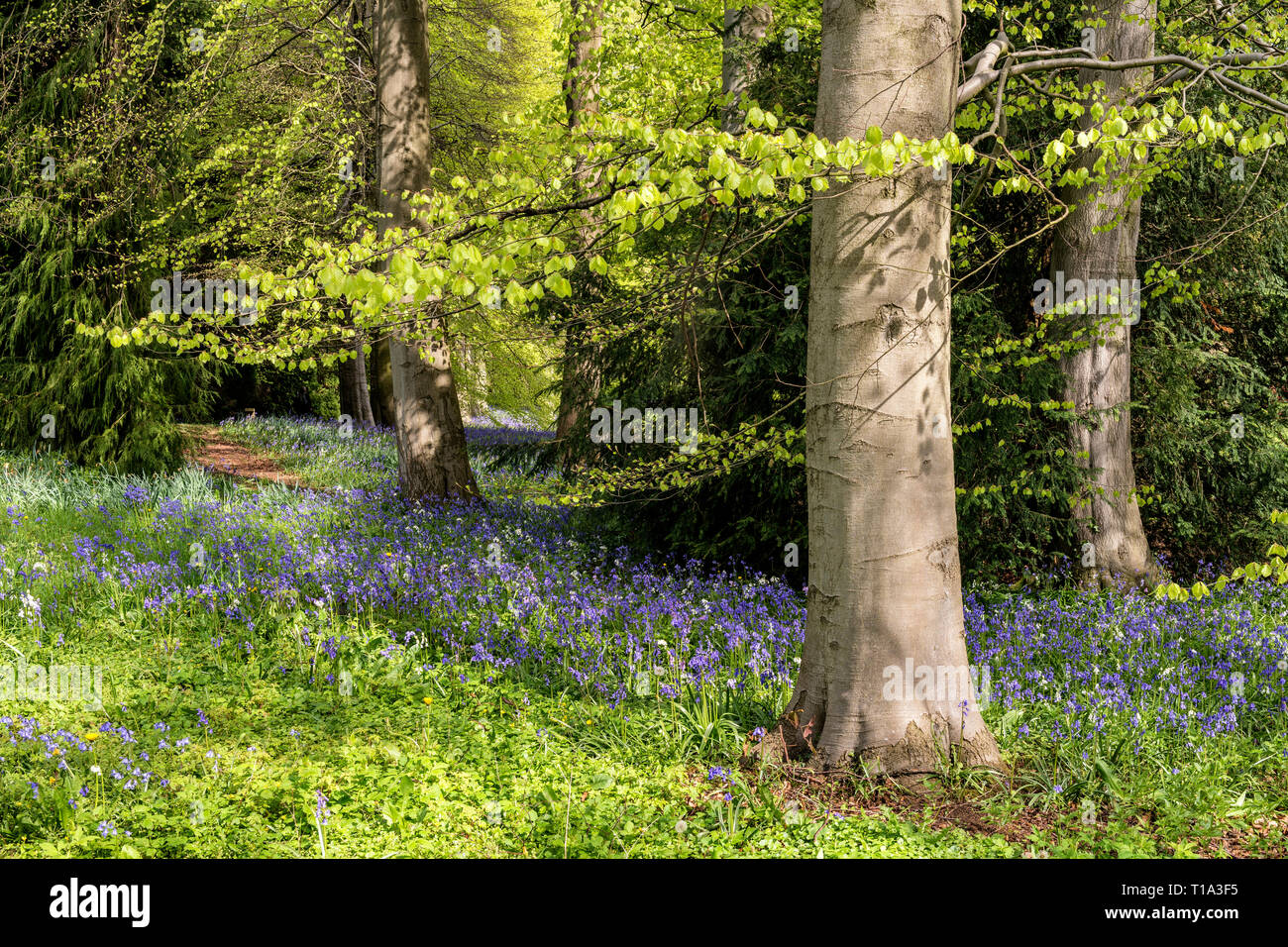 Blue Bells à Perrow Thorp Arboretum, près de Bedale Banque D'Images