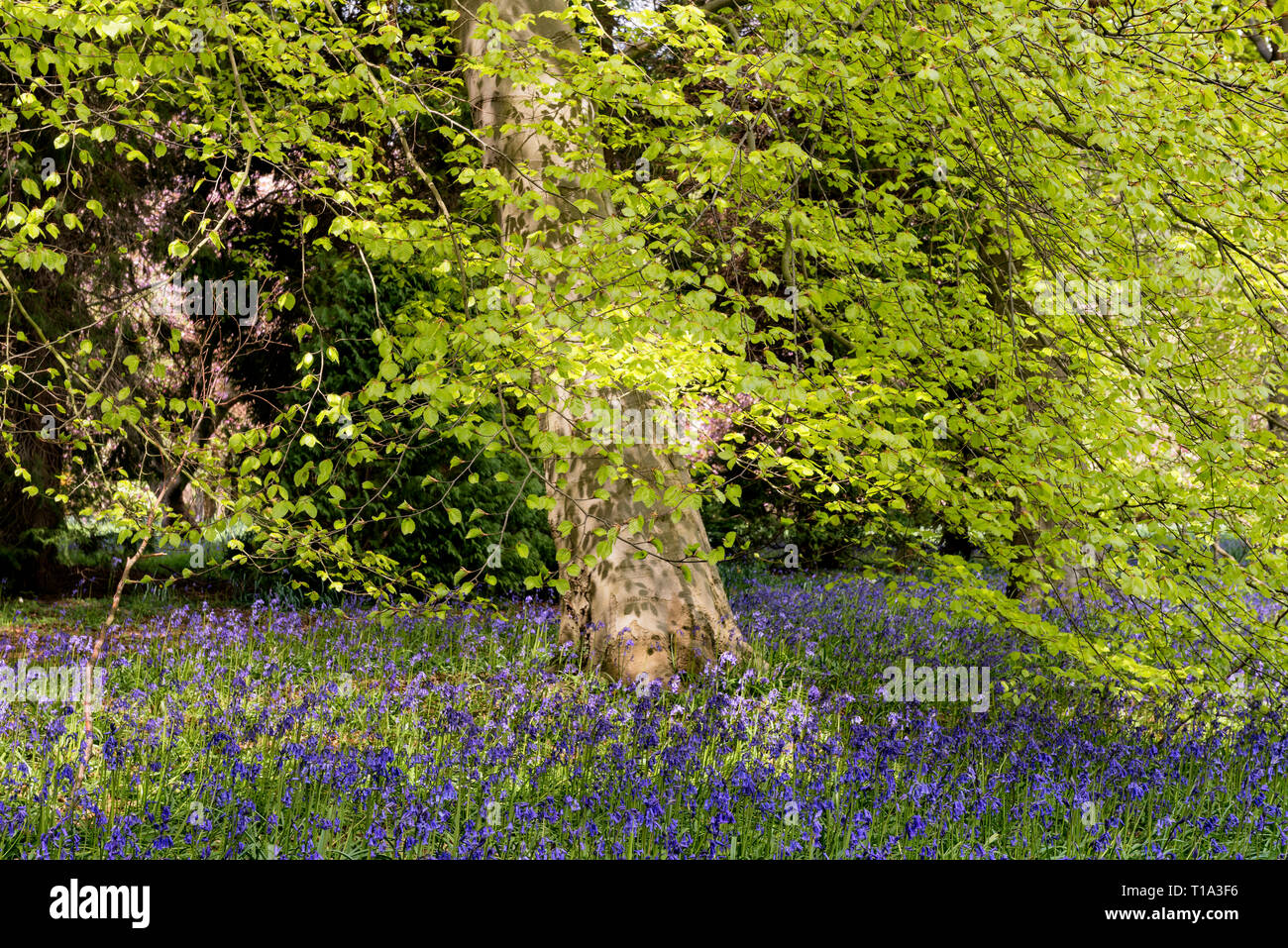 Blue Bells à Perrow Thorp Arboretum, près de Bedale Banque D'Images