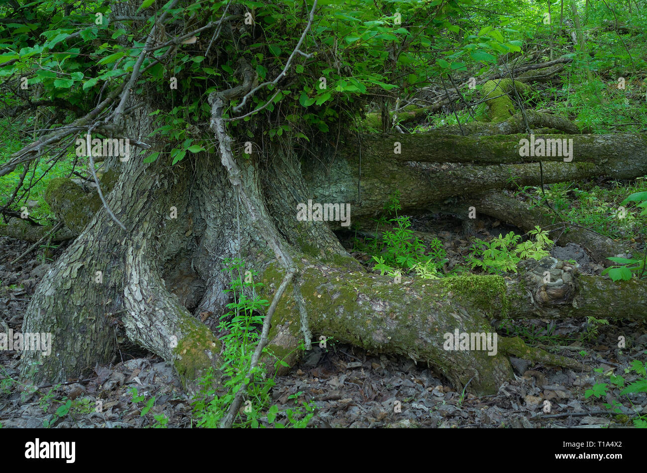 Amazing les racines des arbres dans la forêt. Fabuleux paysage Banque D'Images