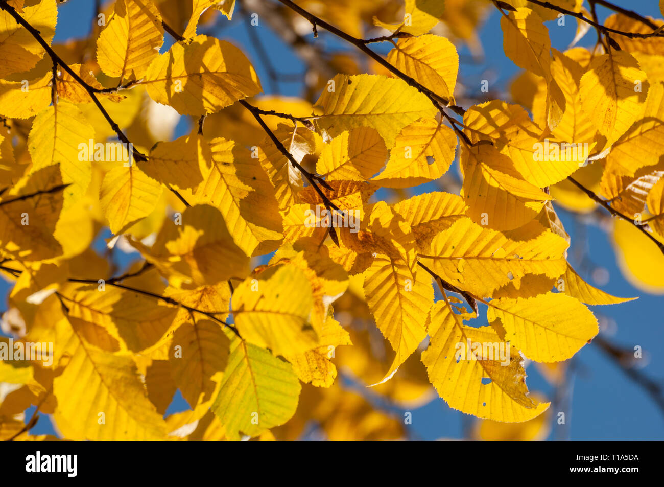 Feuilles de hêtre en automne couleur jaune doré Banque D'Images