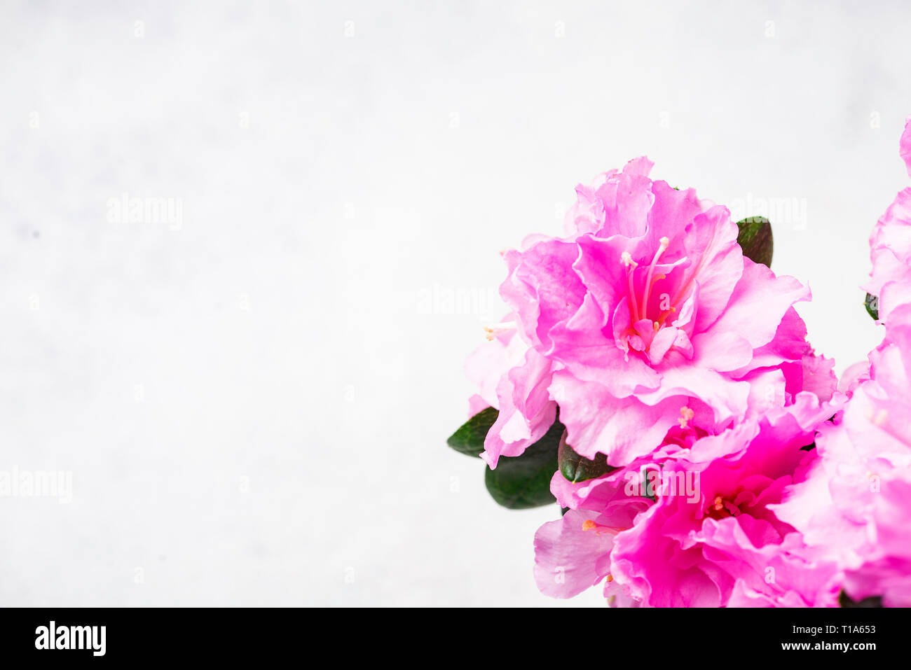 Azalea fleur sur fond clair Banque D'Images Azalea fleur sur fond clair Banque D'Images