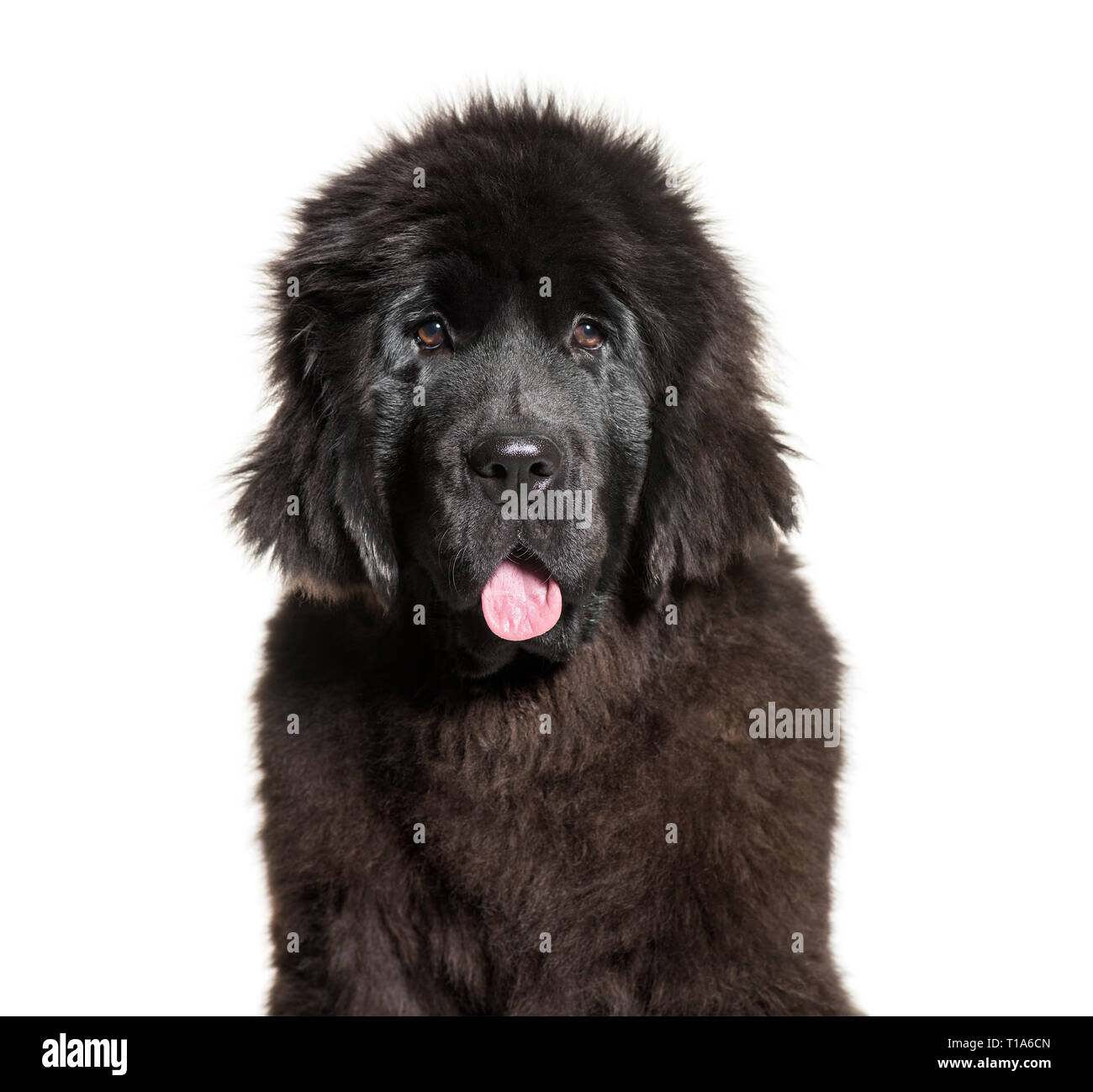 Terre-neuve, 4 mois, in front of white background Banque D'Images
