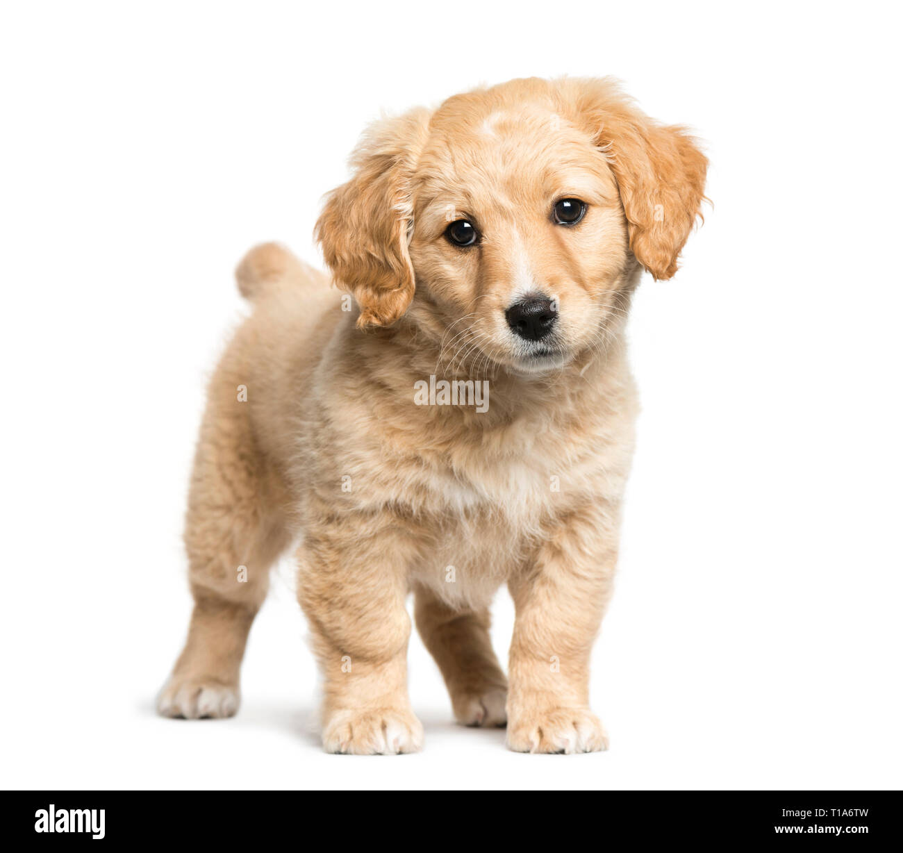 Golden Retriever Jack Russell Banque D Image Et Photos Alamy