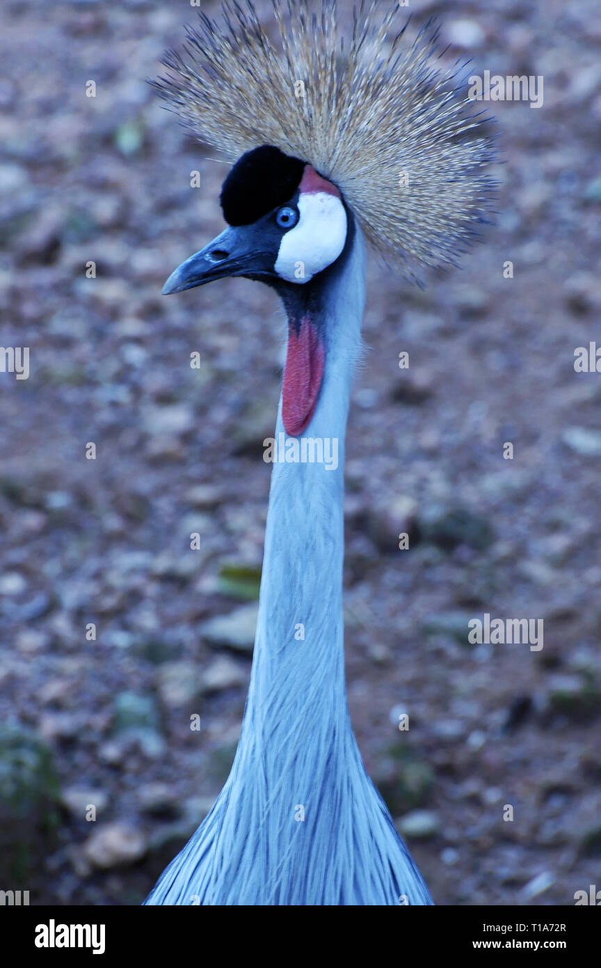 Photo Grue Couronnée Lat Balearica Pavonina Un Grand