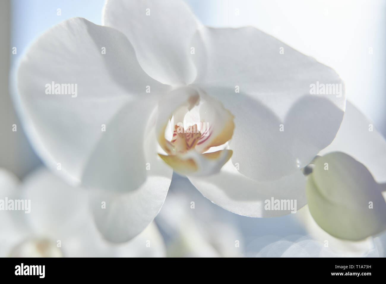 Les orchidées blanches sur la lumière du soleil, le bourgeon vert, une nouvelle fleur, un papillon, macro, Phalaenopsis, Doritis, Grafia, Kingidium, Kingiella Lesliea Synadena,,, S Banque D'Images