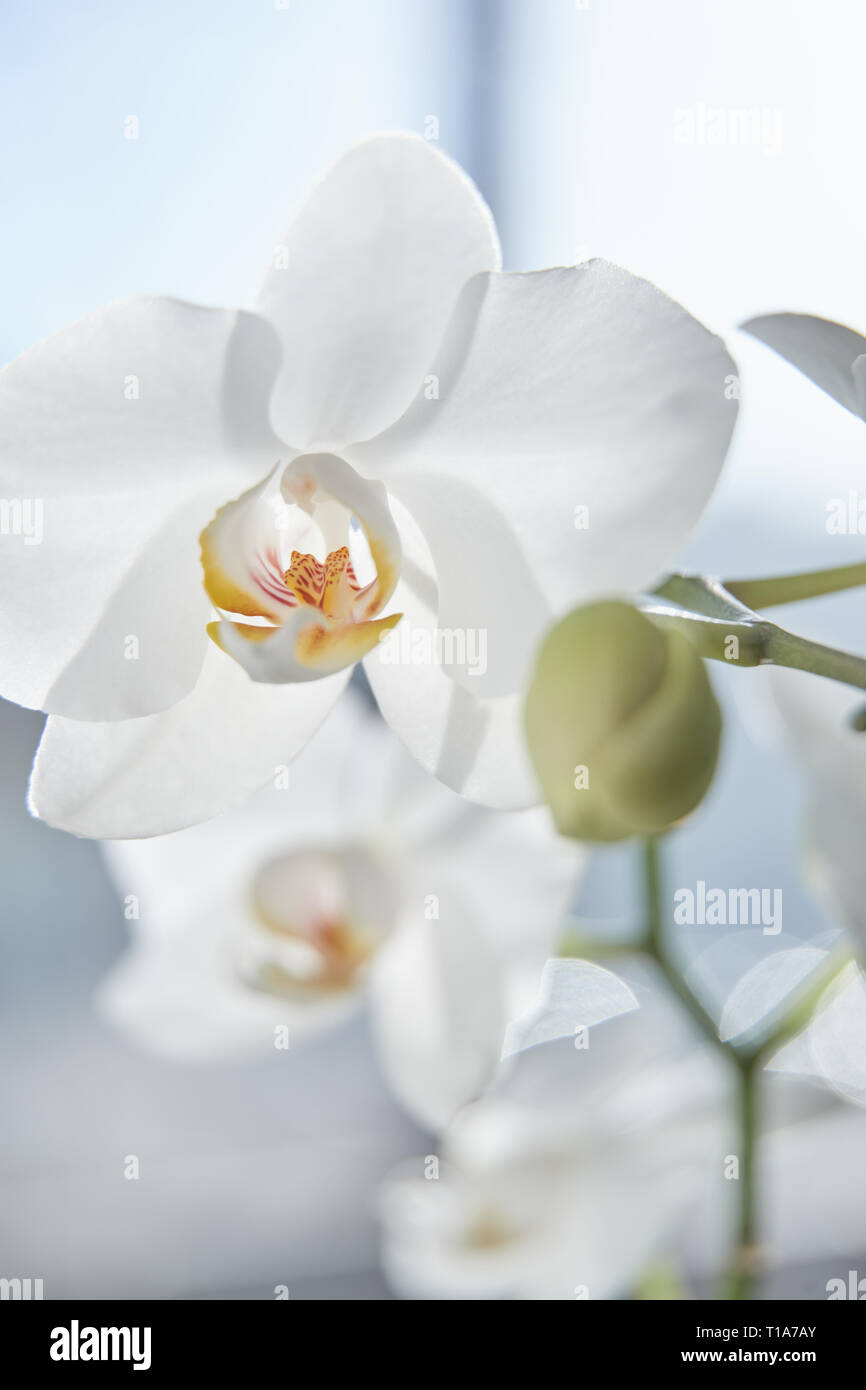 Les orchidées blanches sur la lumière du soleil, le bourgeon vert, une nouvelle fleur, un papillon, macro, Phalaenopsis, Doritis, Grafia, Kingidium, Kingiella Lesliea Synadena,,, S Banque D'Images