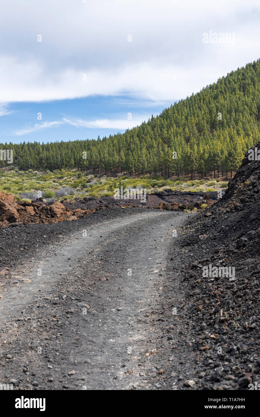 Quatre par quatre voies accessibles à pied et à vélo dans la région de Chinyero avec paysage volcanique et forêt de pins, Tenerife, Canaries, Espagne Banque D'Images