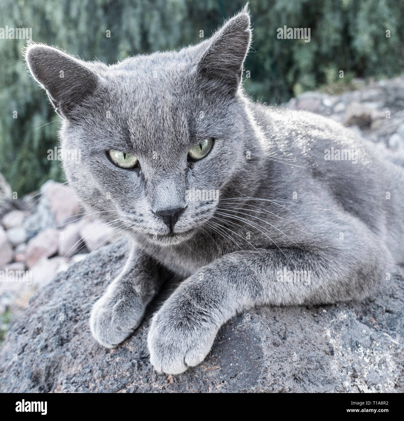 Portrait de chat gris. Banque D'Images