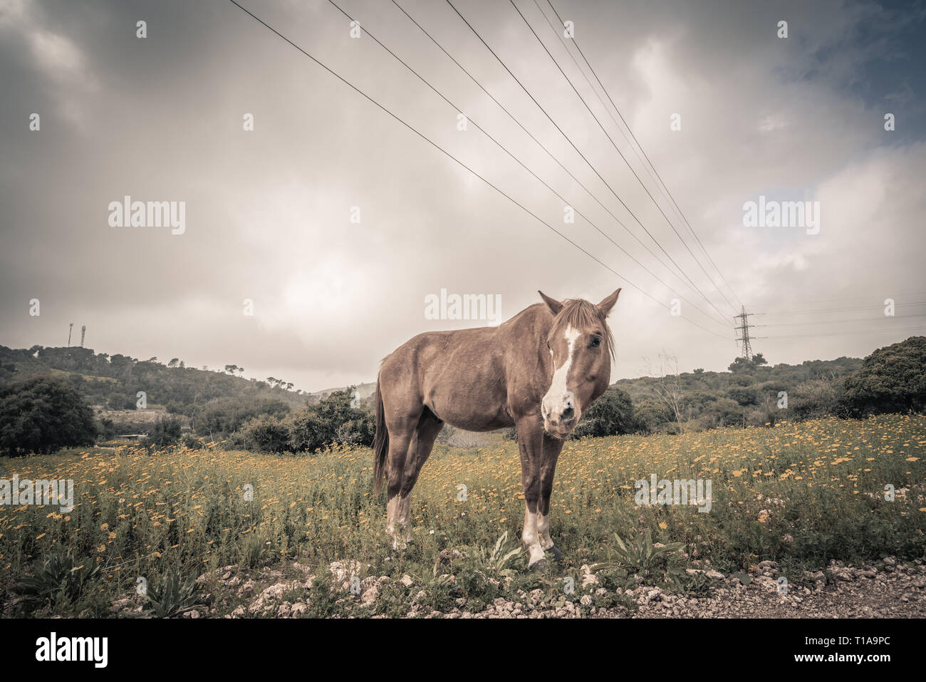 Seul cheval brun debout dans un champ de fleurs jaunes sauvages sur un jour nuageux. La maison est à l'avant. Ambiance dramatique Banque D'Images