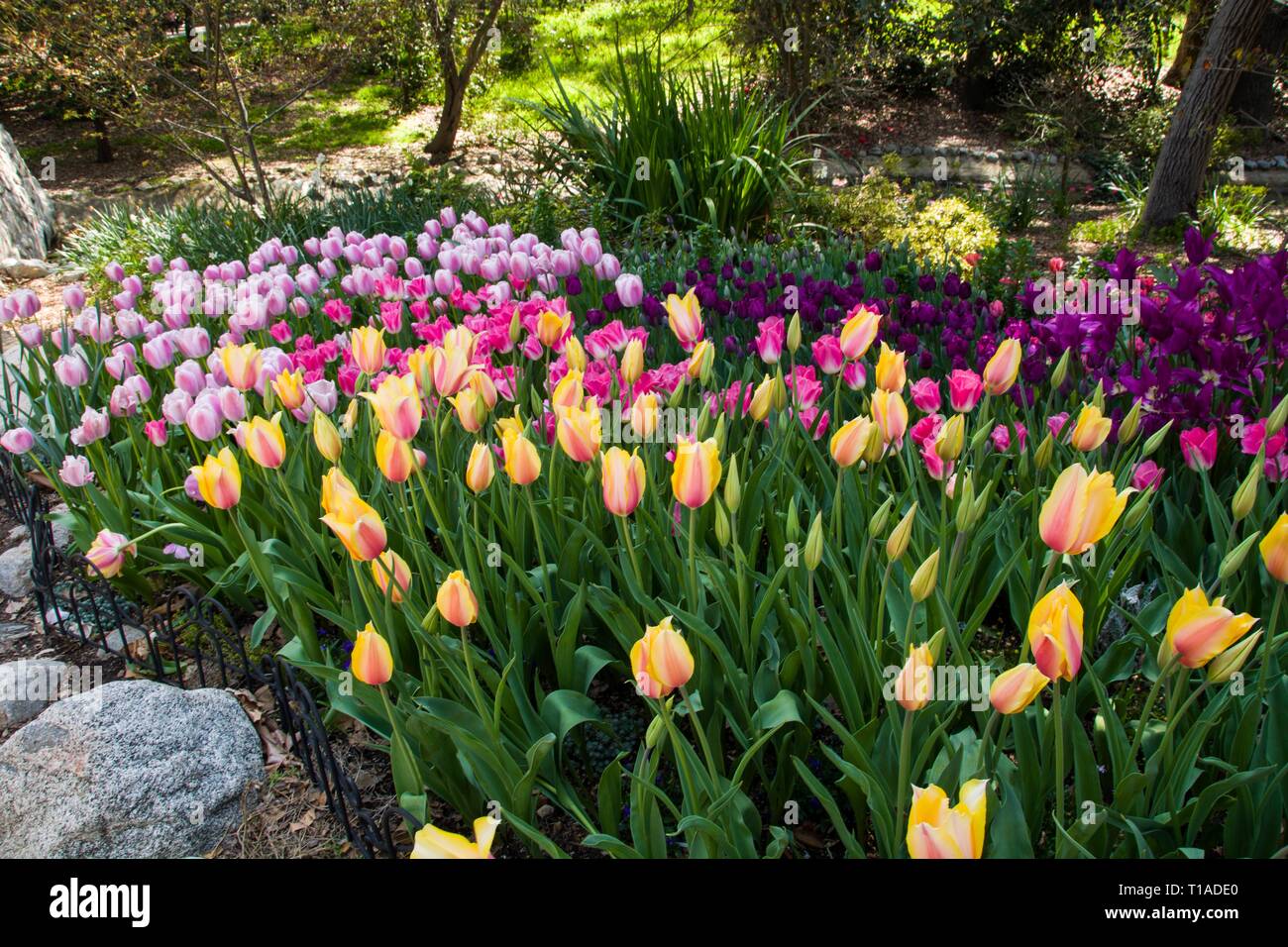 C'est la manie des tulipes temps ! Les touristes affluent vers Descanso Gardens de voir la glorieuse, tulipes colorées au pic de floraison. La Cañada Flintridge, Californie. Banque D'Images
