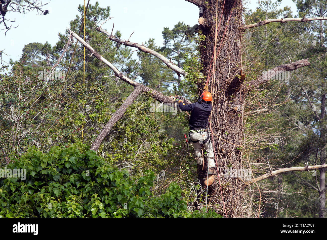 Travailleur dans un arbre à l'aide de scie à élaguer les branches Banque D'Images