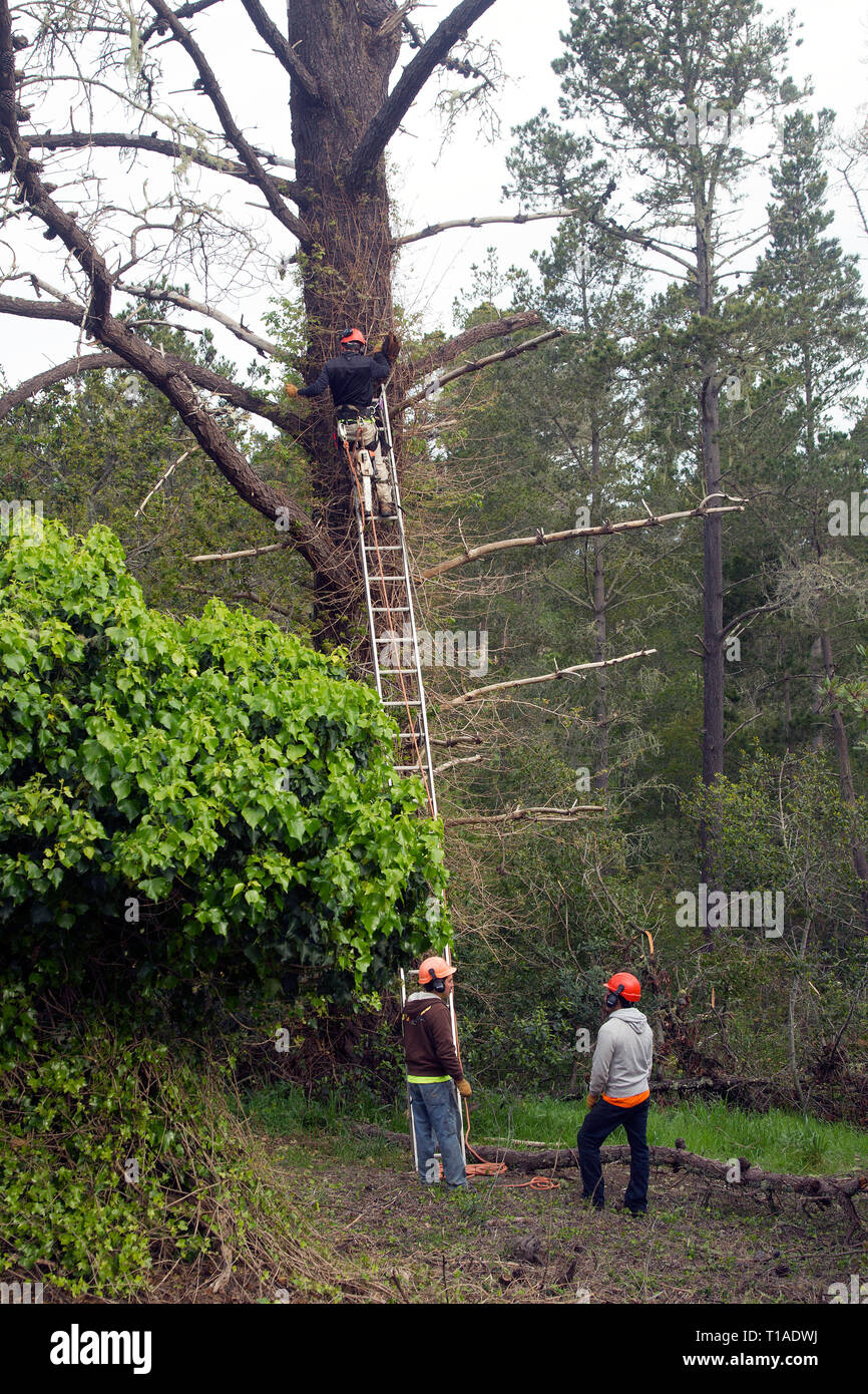 Travailleur dans un arbre à l'aide de scie à élaguer les branches Banque D'Images