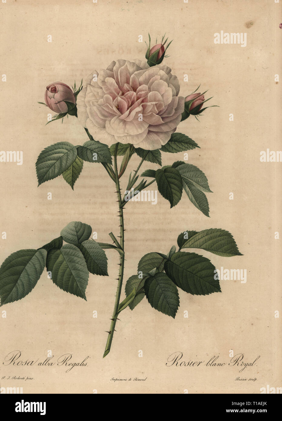 Rose blanche, Royal hybride Rosa alba regalis, Rosier blanc Royal. La gravure sur cuivre par Rosine-Antoinette crépi Bessin coloriée à la une poupee après une illustration botanique par Pierre-Joseph Redoute de la première édition de folio Les Roses, Firmin Didot, Paris, 1817. Banque D'Images