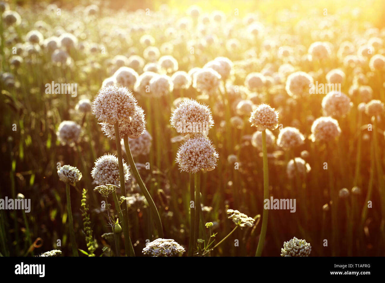 Photo de fleur blanche dans les champs. Banque D'Images