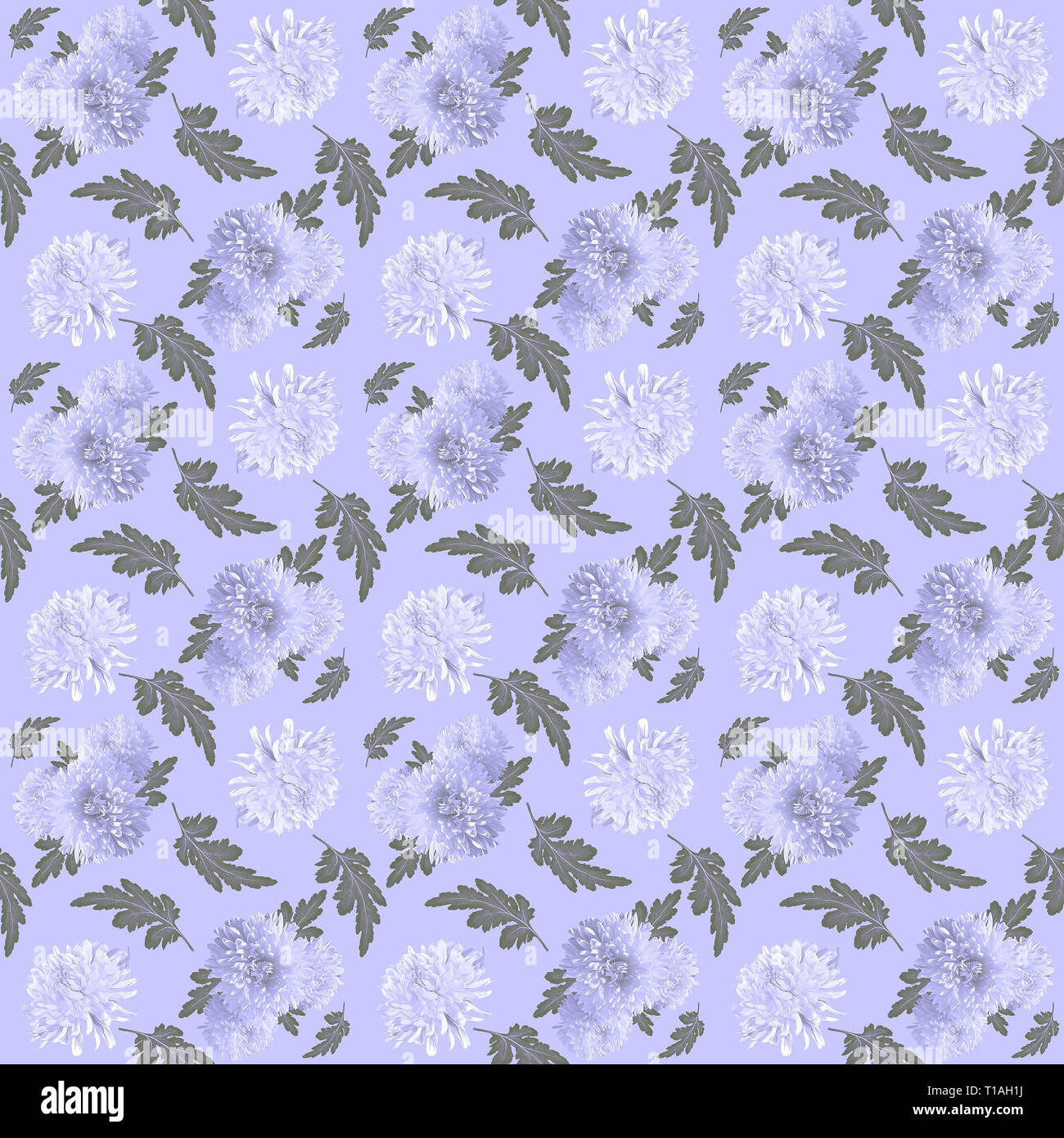 Vintage floral pattern transparente. Fleurs de chrysanthème. Belle texture seamless floral avec des chrysanthèmes blancs et feuilles vertes sur lil Banque D'Images