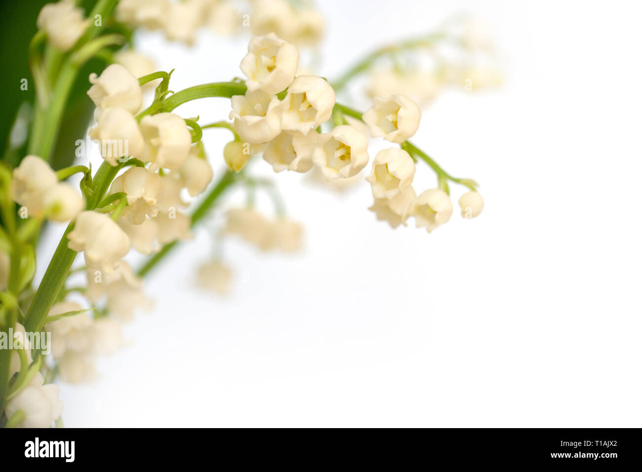 Lis de la vallée de fleurs, isolé sur fond blanc. 1er mai, symbole de la fête du Travail Banque D'Images