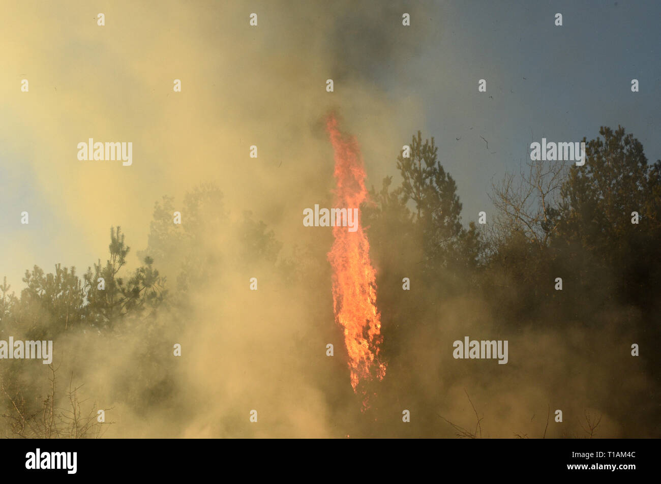 Feu de forêt, feu de forêt, forêt en feu Banque D'Images