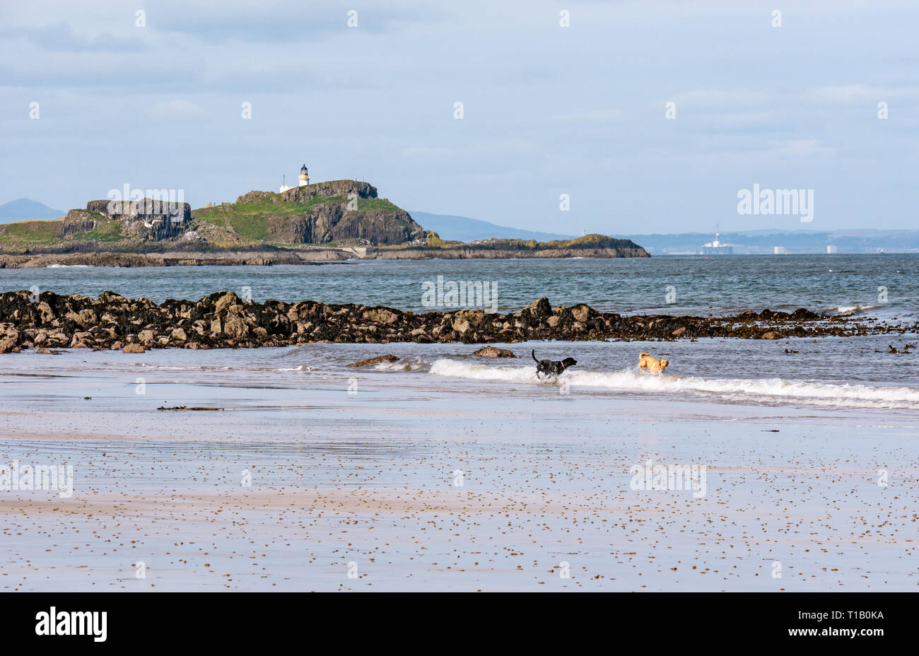 Firth of Forth, East Lothian, Ecosse, Royaume-Uni, le 25 mars 2-19. UK Météo : soleil du printemps sur la côte, qui fait partie de la façon dont John Muir, avec les gens profiter du plein air. Les chiens jouant dans l'eau à marée basse avec Fidra Island et phare, le soi-disant d'inspiration pour le roman de Robert Louis Stevenson l'île au trésor Banque D'Images