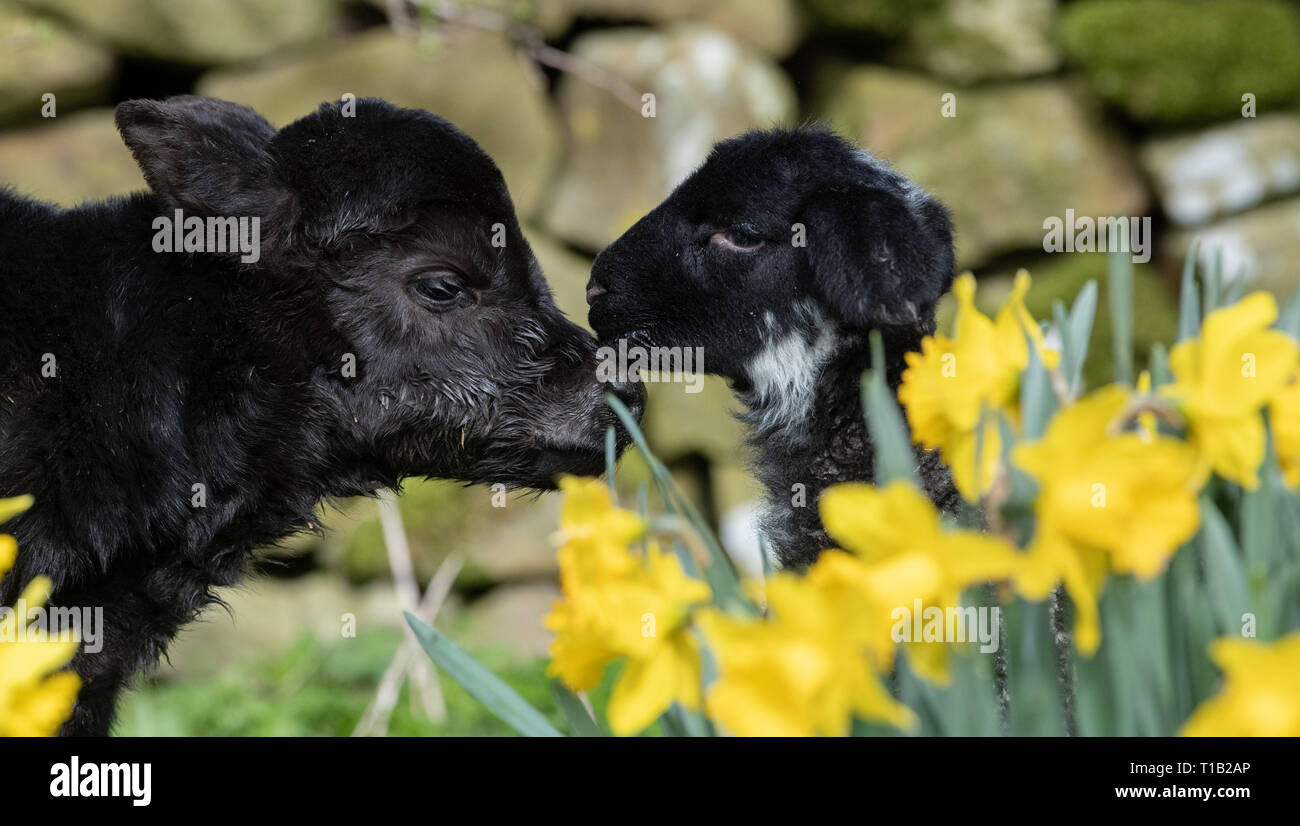 , Cumbria (Royaume-Uni). 25 Mar 2019. Daisy Duke l'agneau animal avec son pal, Minnie, le petit veau Aberdeen Angus, le soleil brille, dans parmi les daffodills. Minnie est née au cours du week-end dans la région de Cumbria. Elle est trop petite pour rester sur sa mère, qui ne pèse que 15kg et l'article 23pouces de haut, il en est de vivre avec l'animal de ferme agneaux ! Un veau Angus normal pèse environ 45kg à la naissance Crédit : Wayne HUTCHINSON/Alamy Live News Banque D'Images