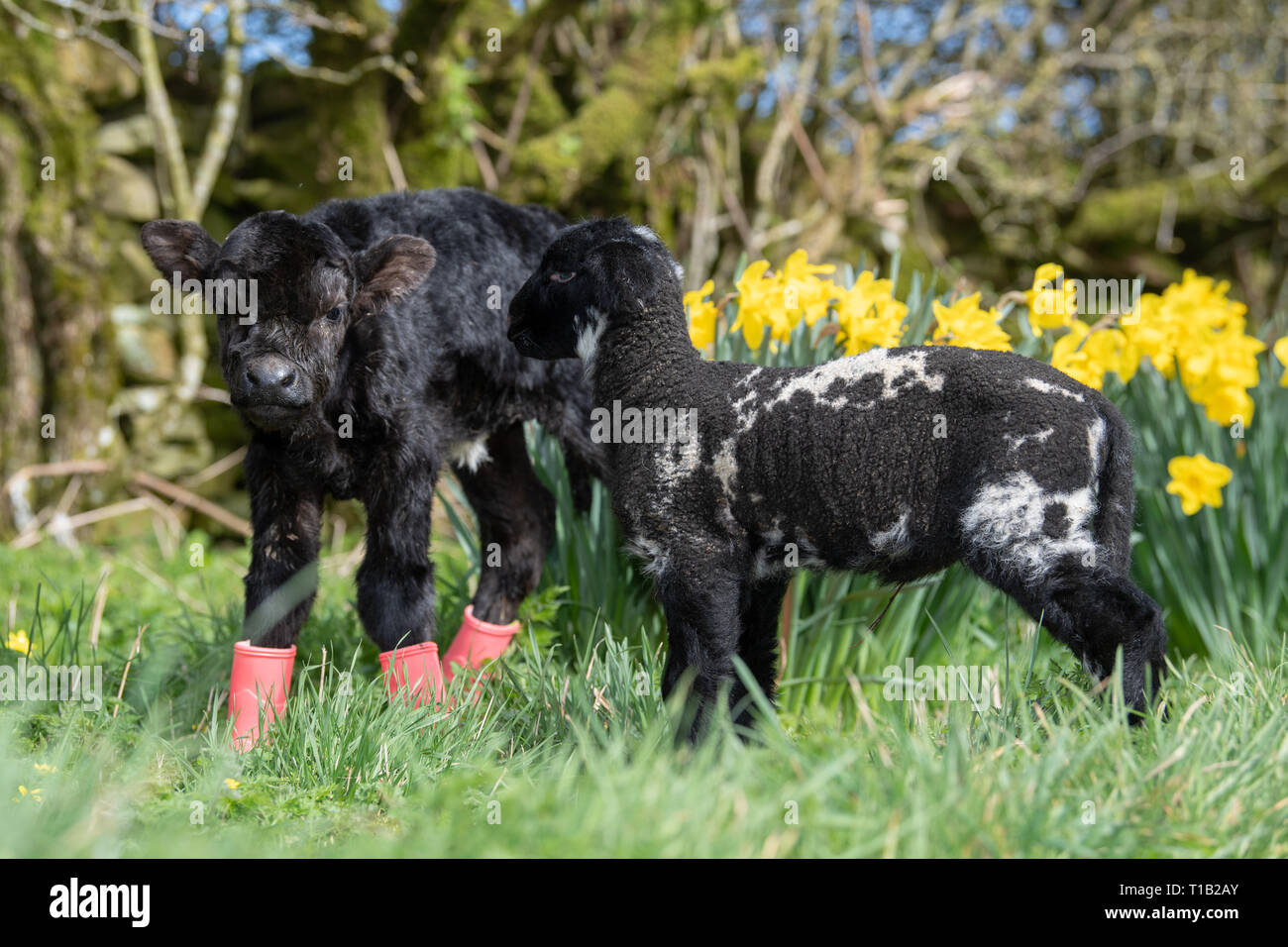 , Cumbria (Royaume-Uni). 25 Mar 2019. Daisy Duke l'agneau animal avec son pal, Minnie, le petit veau Aberdeen Angus, le soleil brille, dans parmi les daffodills. Minnie est née au cours du week-end dans la région de Cumbria. Elle est trop petite pour rester sur sa mère, qui ne pèse que 15kg et l'article 23pouces de haut, il en est de vivre avec l'animal de ferme agneaux ! Un veau Angus normal pèse environ 45kg à la naissance Crédit : Wayne HUTCHINSON/Alamy Live News Banque D'Images