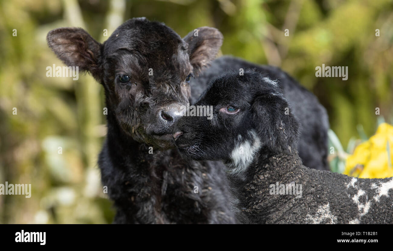 , Cumbria (Royaume-Uni). 25 Mar 2019. Daisy Duke l'agneau animal avec son pal, Minnie, le petit veau Aberdeen Angus, le soleil brille, dans parmi les daffodills. Minnie est née au cours du week-end dans la région de Cumbria. Elle est trop petite pour rester sur sa mère, qui ne pèse que 15kg et l'article 23pouces de haut, il en est de vivre avec l'animal de ferme agneaux ! Un veau Angus normal pèse environ 45kg à la naissance Crédit : Wayne HUTCHINSON/Alamy Live News Banque D'Images