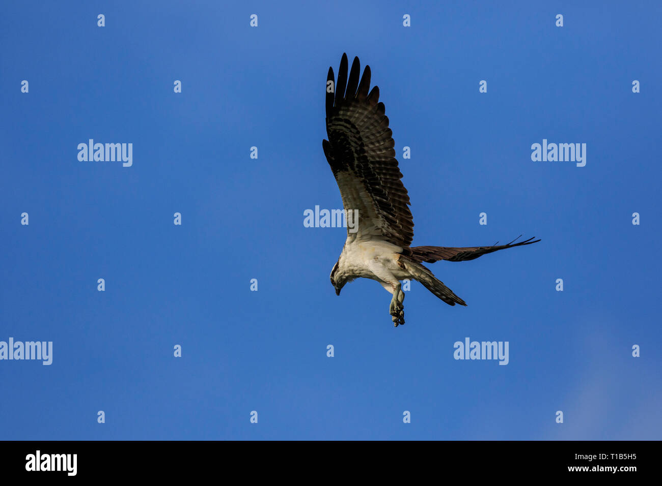 Balbuzard pêcheur (Pandion haliaetus) à propos de plonger pour un poisson Banque D'Images