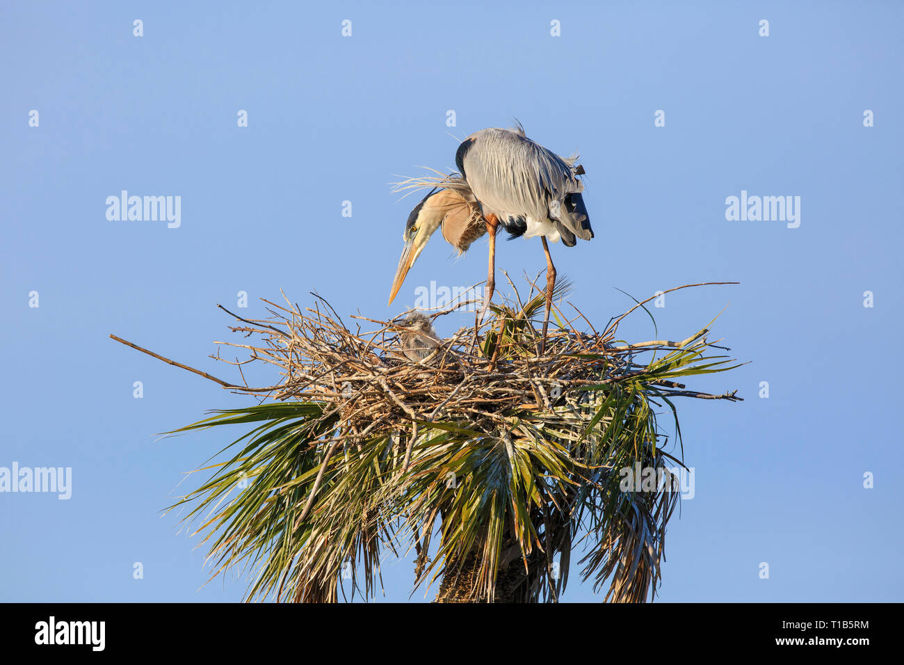 Paire accouplée de grand héron (Ardea herodias) au nid, avec deux jeunes poussins (non visible) Banque D'Images