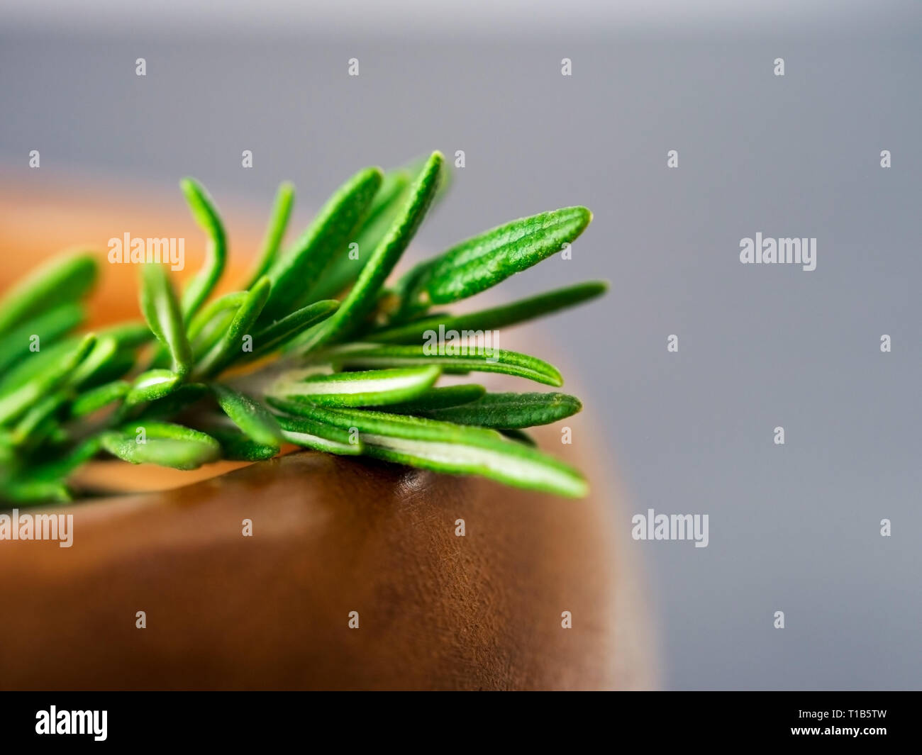 Herbes de romarin frais sur fond sombre avec copie espace. Herbes aromatiques culinaires épicées en bonne santé. Shallow DOF. Extreme close up. Banque D'Images