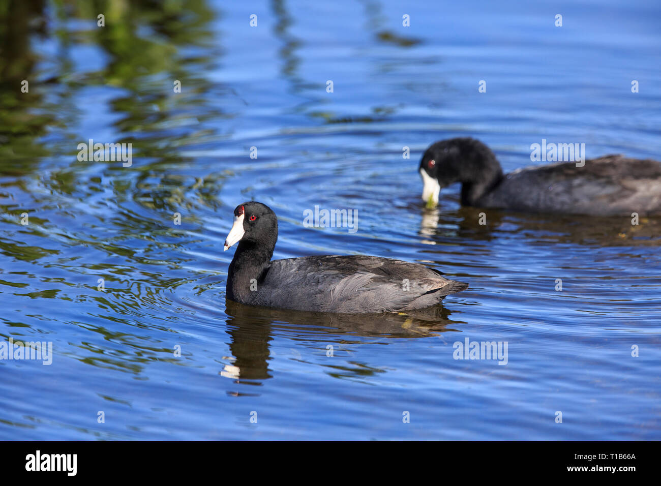 Foulque d'Amérique (Fulica americana) nager sur l'eau. Banque D'Images