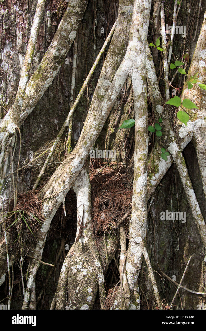 Strangler fig (Campyloneurum phyllitidis de Florida Banque D'Images