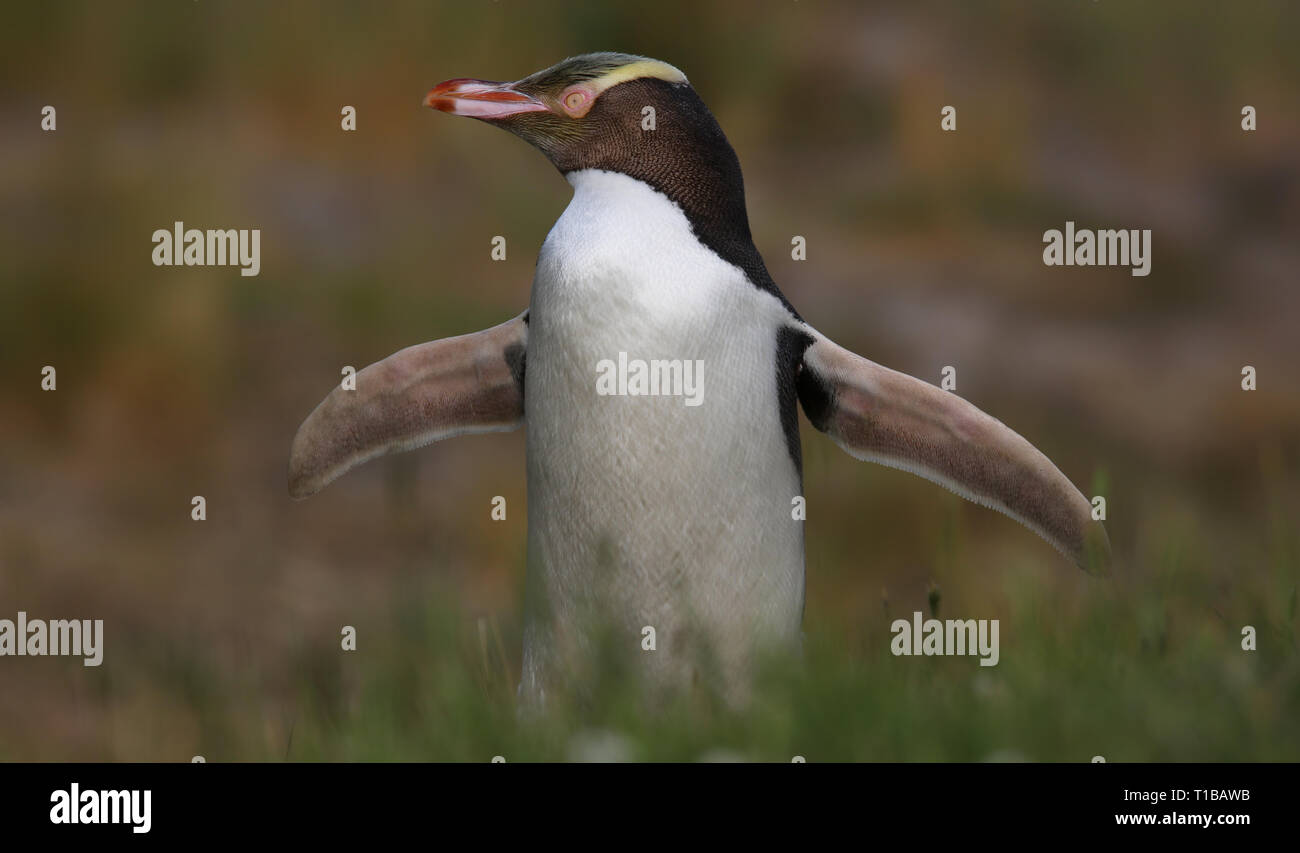 Close-up view of a Yellow-eyed penguin (Megadyptes antipodes) dans le soleil du soir Banque D'Images