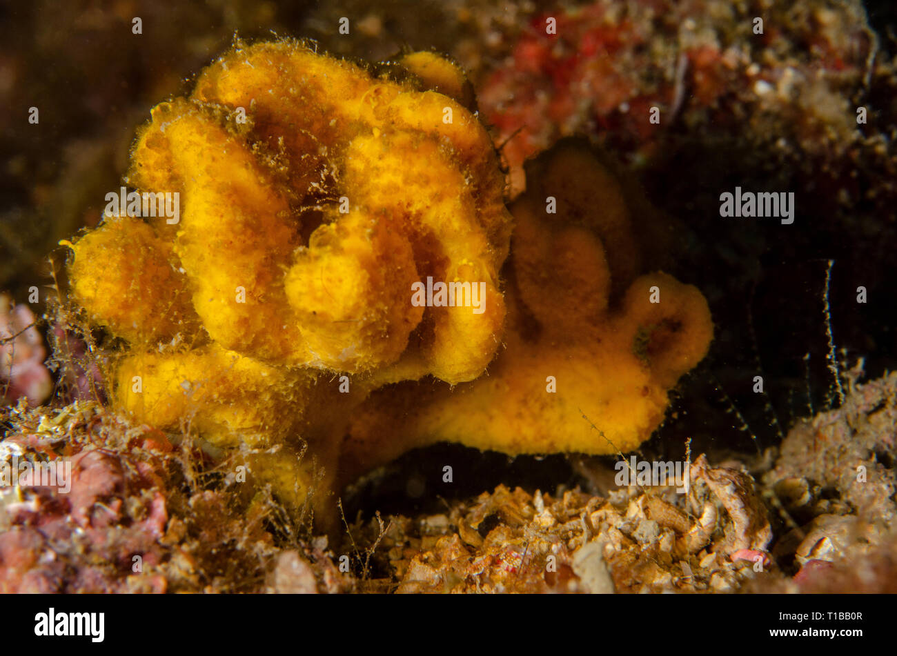 , Axinella damicornis Demospongiae, Axinellidae, Tor Paterno Aire Marine Protégée, Rome, Italie, Mer Méditerranée Banque D'Images