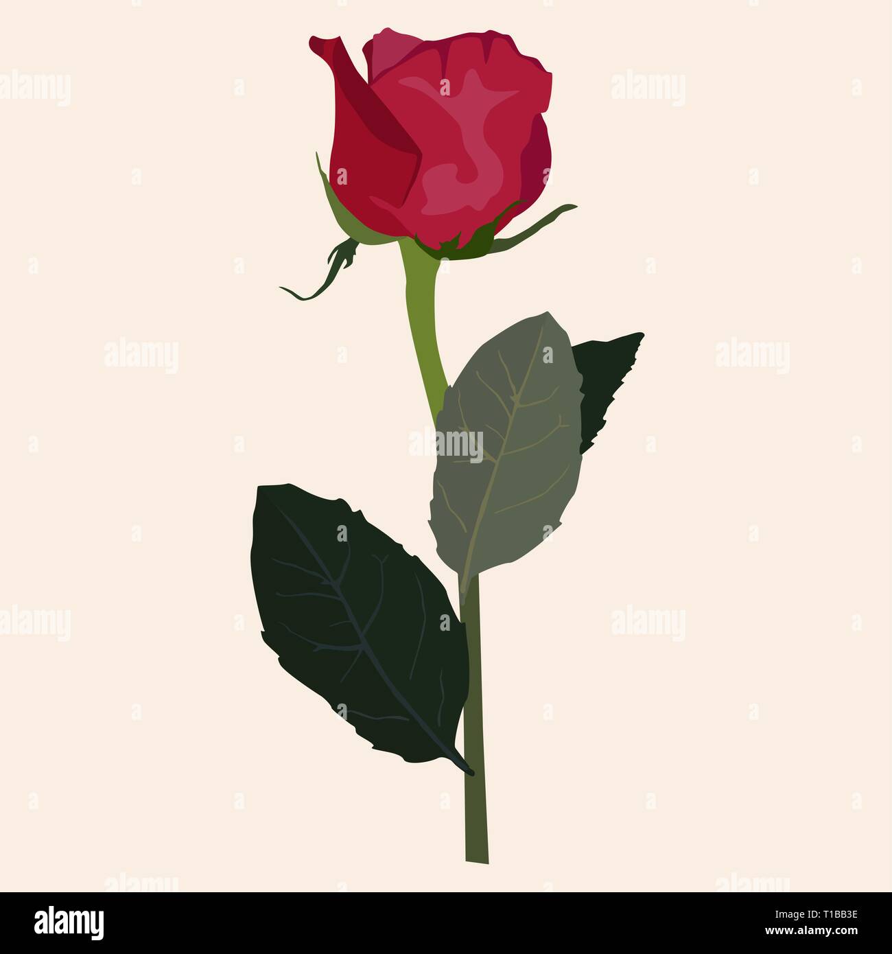 Blooming rose rouge télévision vecteur illustration isolé Illustration de Vecteur