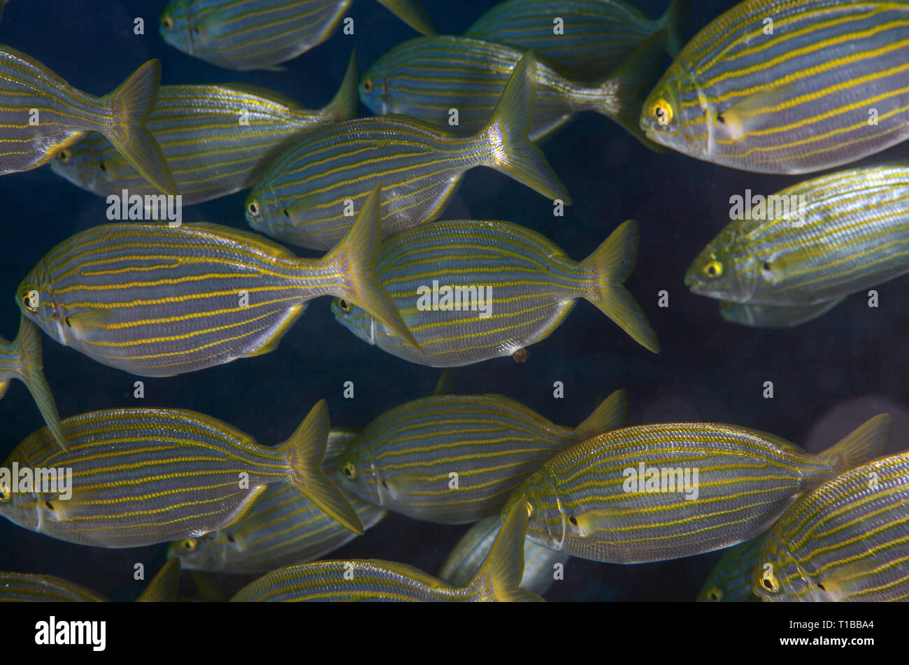 Salema, Sarpa sarpa, Sparidés, Tor Paterno Aire Marine Protégée, Rome, Italie, Mer Méditerranée Banque D'Images