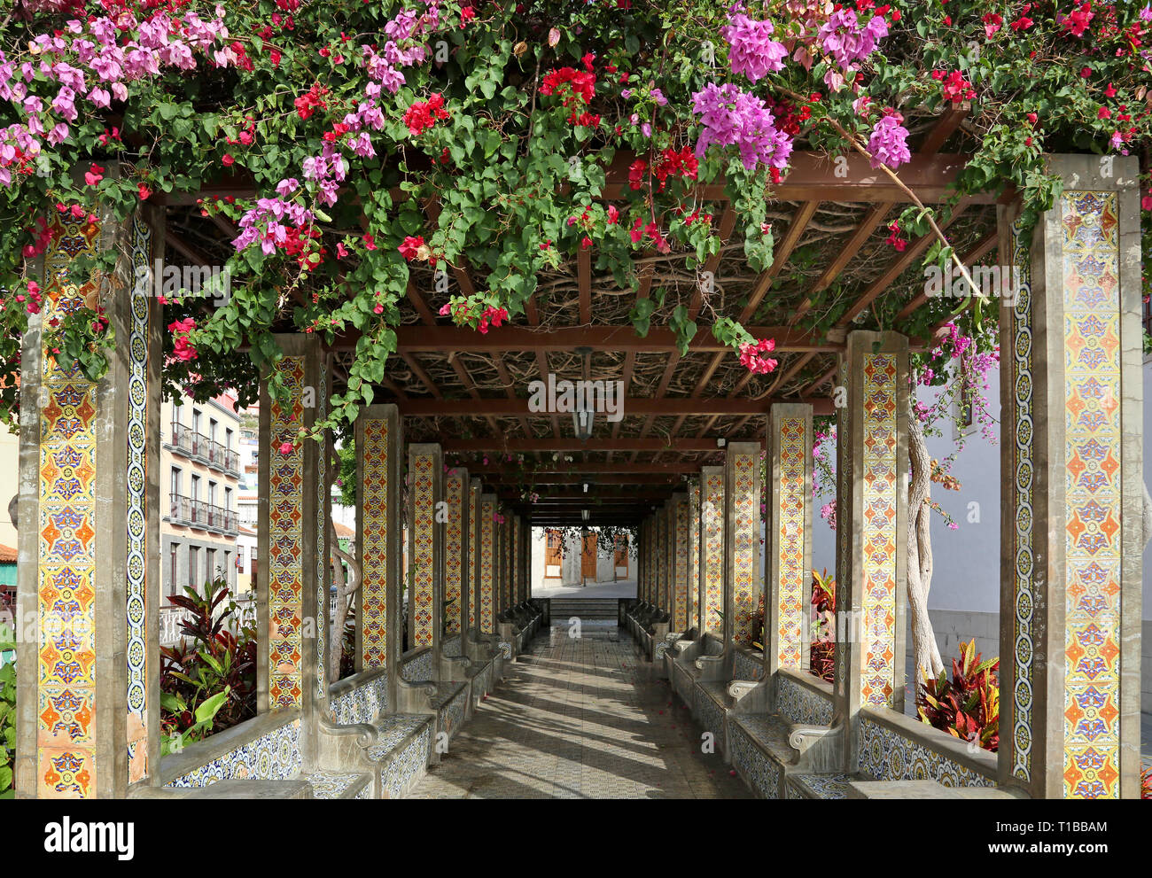 Pergola de bougainvilliers en fleurs près de l'église San Miguel Archangel à Tazacorte (La Palma, Îles Canaries) Banque D'Images